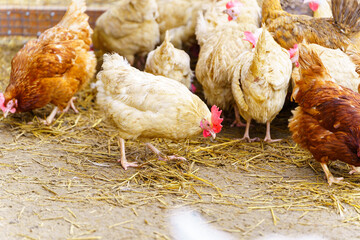 Group of chickens standing in a row, each clucking and pecking at the ground.