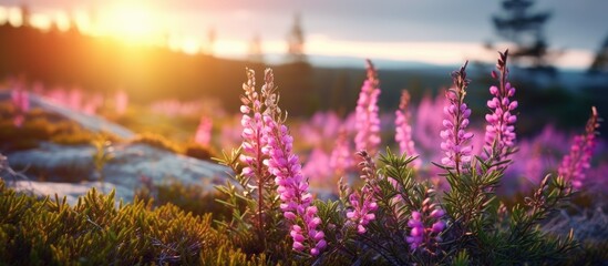 Obraz premium Wild Erica or heath and heather flowers blooming beautifully in the forest, with a stunning background for a copy space image.