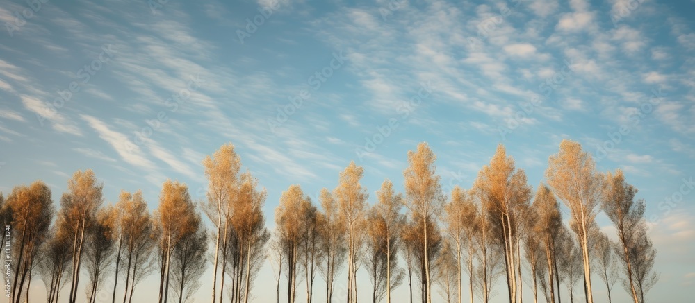 Poster Tall poplars set against a sky backdrop with copy space image.