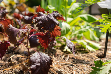 Perilla Frutescens var crispa plant in Zurich in Switzerland