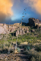 Desert mountain rock landscape in Arizona, dry peduncle succulent Agave sp. grows in the mountains