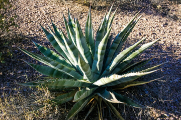 Desert mountain rock landscape in Arizona, succulent Agave sp. grows in the mountains