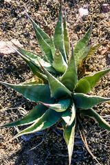 Desert mountain rock landscape in Arizona, succulent Agave sp. grows in the mountains