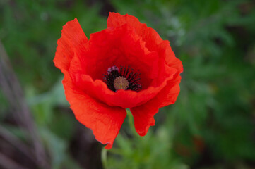 Blooming Poppy (Papaver rhoeas). Lithuania