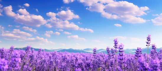 Fields of lavender blooming beautifully under the clear blue sky with copy space image.