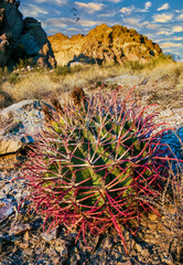 Ferocactus wislizeni (Fishhook Barrel Cactus), a young plant growing among stones in a rock desert