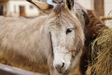 Donkey gazing directly at the camera with an expression of curiosity and attentiveness.