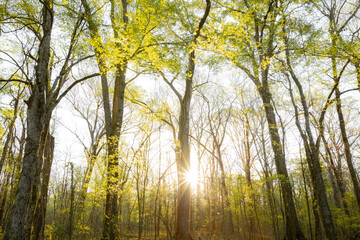 Sunlight shining through trees in forest with bright green leaves