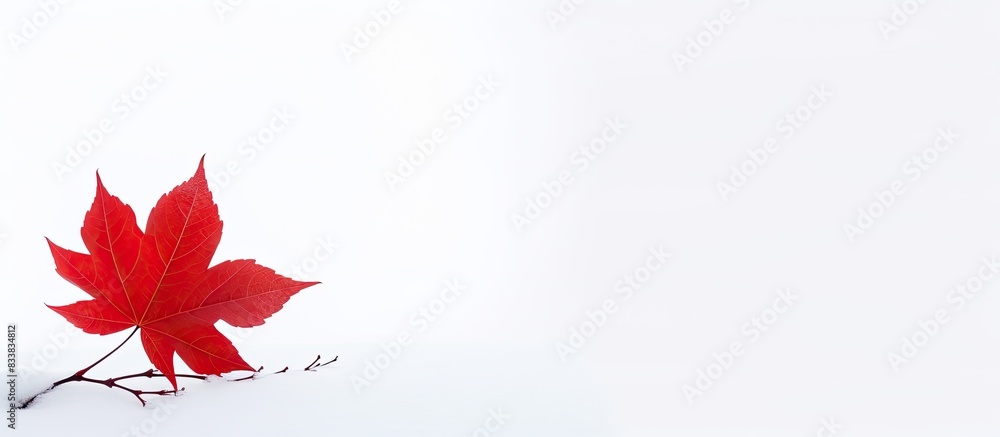 Poster a red leaf against a white backdrop creates a striking copy space image.