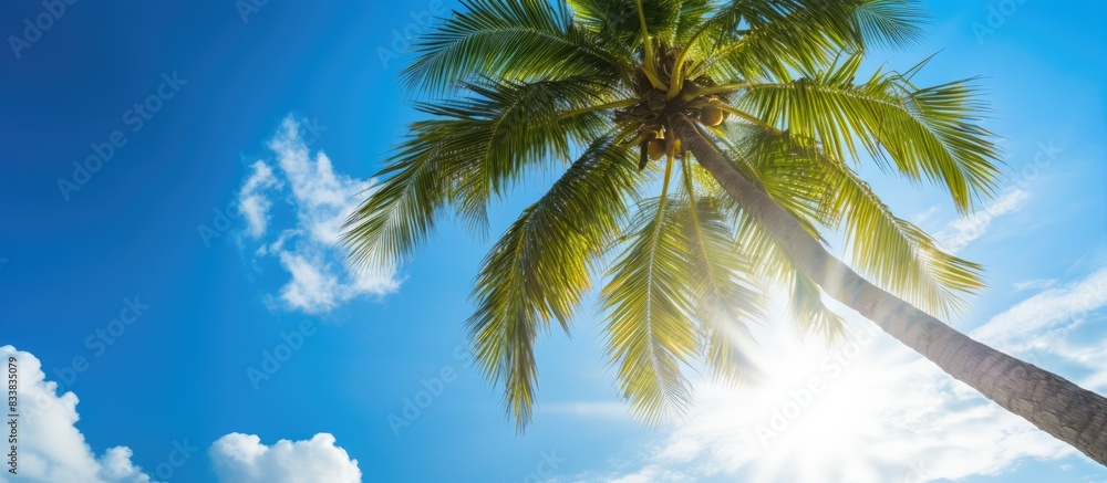 Poster sunlight shining on a picturesque coconut tree with a background of the blue sky, perfect as a copy 