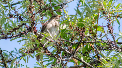 bird on a tree