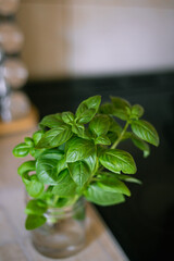 Basil green fresh leaves bush growing in kitchen.  Green basil plant . Seasoning for italian kitchen recipe.