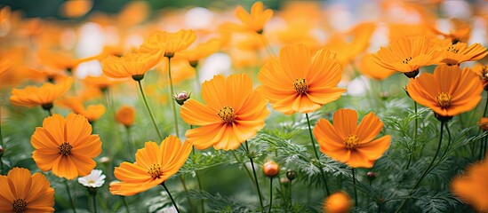 Fototapeta premium Vibrant orange Cosmos Sulphureus flowers bloom in the garden, creating a stunning display with copy space image.