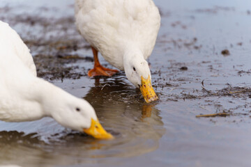 Duck gracefully submerges its head into the water, showcasing its elegant movements on farm