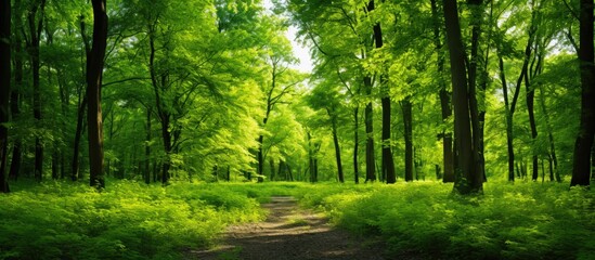 Obraz premium Deciduous forest in summer, with ample copy space image available.
