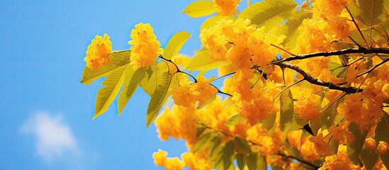 Close up view of the Yellow Saraca asoca, also known as Ashoka tree, with copy space image titled "Bunga Asoka."