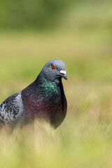 Fototapeta premium Pigeon on the grass - domestic pigeon