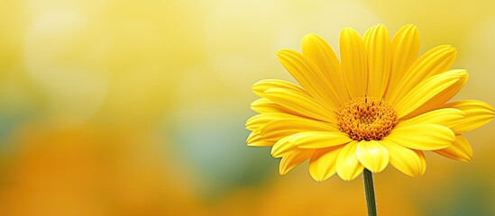 Close-up of a vivid yellow daisy with copy space image.