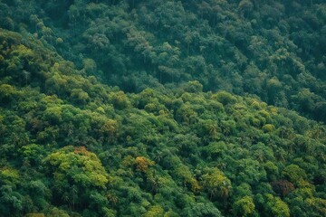 Obraz premium forest in the mountains