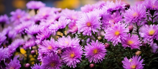 Obraz premium Aster novi-belgii flowers, in a vibrant light purple hue, are in full bloom during autumn in the garden, creating a colorful scene with copy space image potential.