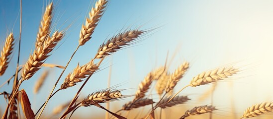 Image capturing grain branches swaying in the wind with copy space image.