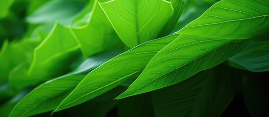 Close-up image of a lush green leaf as a sturdy background with ample copy space image.