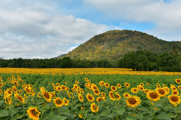 Fototapeta premium sunflowers blossom in the field