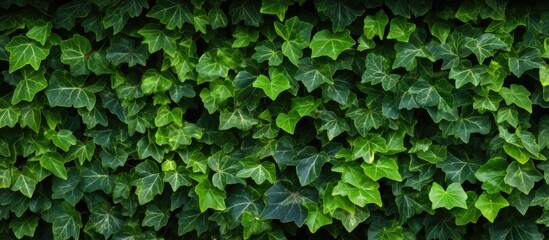 The common ivy, Hedera helix, showcases lush green leaves and climbing vines in a captivating copy space image.
