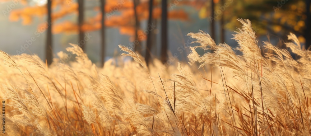 Poster Autumn grass set against a forest background, designed with a copy space image.