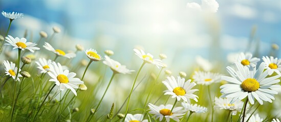 Spring meadow full of daisies, with a peaceful and blooming atmosphere, suitable for relaxation and enjoyment, with copy space image.