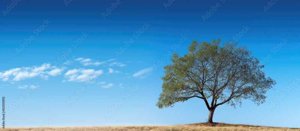 Poster tree standing against a backdrop of a clear blue sky with copy space image.
