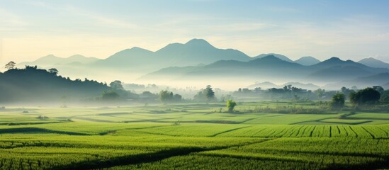 Fototapeta premium Morning view of rice fields with copy space image.