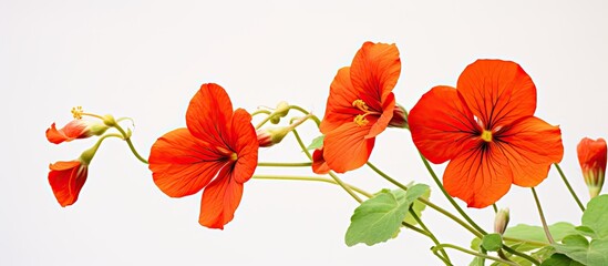 Close-up of a red nasturtium flower in a studio setting with a white background and a significant depth of field, emphasizing the image's clarity (copy space image).