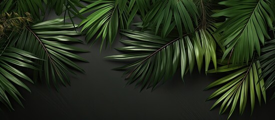 Capture a bird's-eye view of tropical palm leaves arranged for a flat lay composition with copy space image.