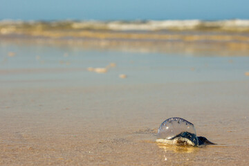 Obraz premium Blue Bottle, Physalia physalis, washed on the beach at Inhassoro in Mozambique