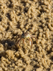 A sand bubbler crab surrounded by its sand pebbles on a Mozambique beach.