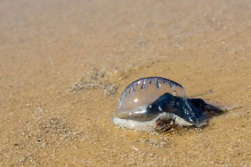 A blue bottle, (Physalia physalis) washed up on a beach in Mozambique. Blue bottles are also known as a Portuguese man-of war, named for its resemblance to a class of warships that was developed in Po