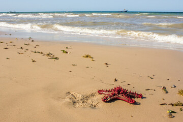 Mozambique beach landscape with a sea star