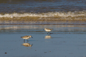 Two sanderlings (Caldris alba) reflecting in the wet sand on a beach along the Mozambique coastline