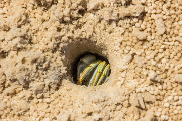 A horned Ghost crab (Ocypode ceratophtalmus) hiding in its hole on a sandy Mozambique beach.