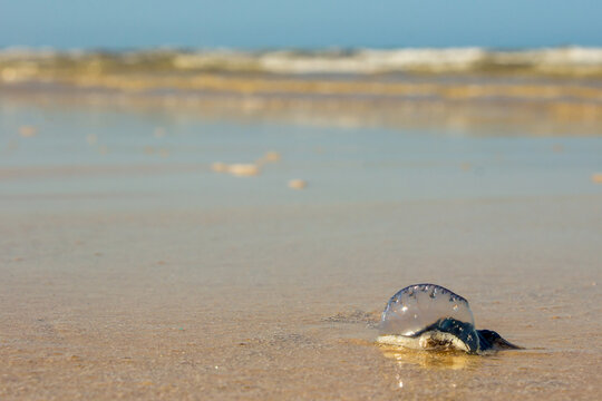 Blue Bottle, Physalia physalis, washed on the beach at Inhassoro in Mozambique