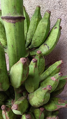 Obraz premium A whole bunch of bananas that are not yet ripe