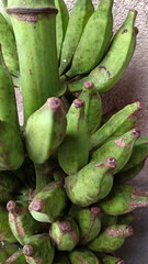 A whole bunch of bananas that are not yet ripe