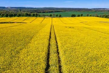 Yellow rapeseed field in northern Poland