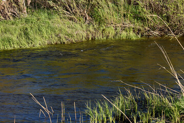 The blue water of the spring river. Banks with green grass.