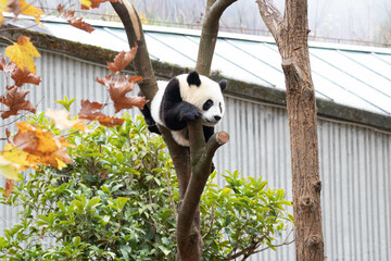 Obraz premium Close up Giant Panda, Shenshuping, Wolong Panda Base