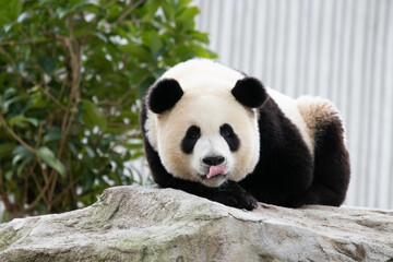 Obraz premium Close up Giant Panda, Shenshuping, Wolong Panda Base