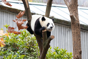 Close up Giant Panda, Shenshuping, Wolong Panda Base