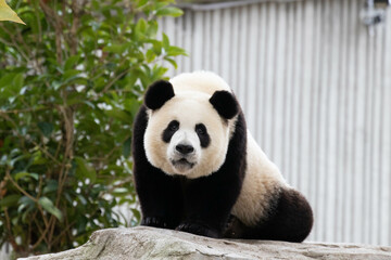 Close up Giant Panda, Shenshuping, Wolong Panda Base