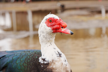 Muscovy duck is captured up close, displaying its unique plumage and detail in a farm setting.